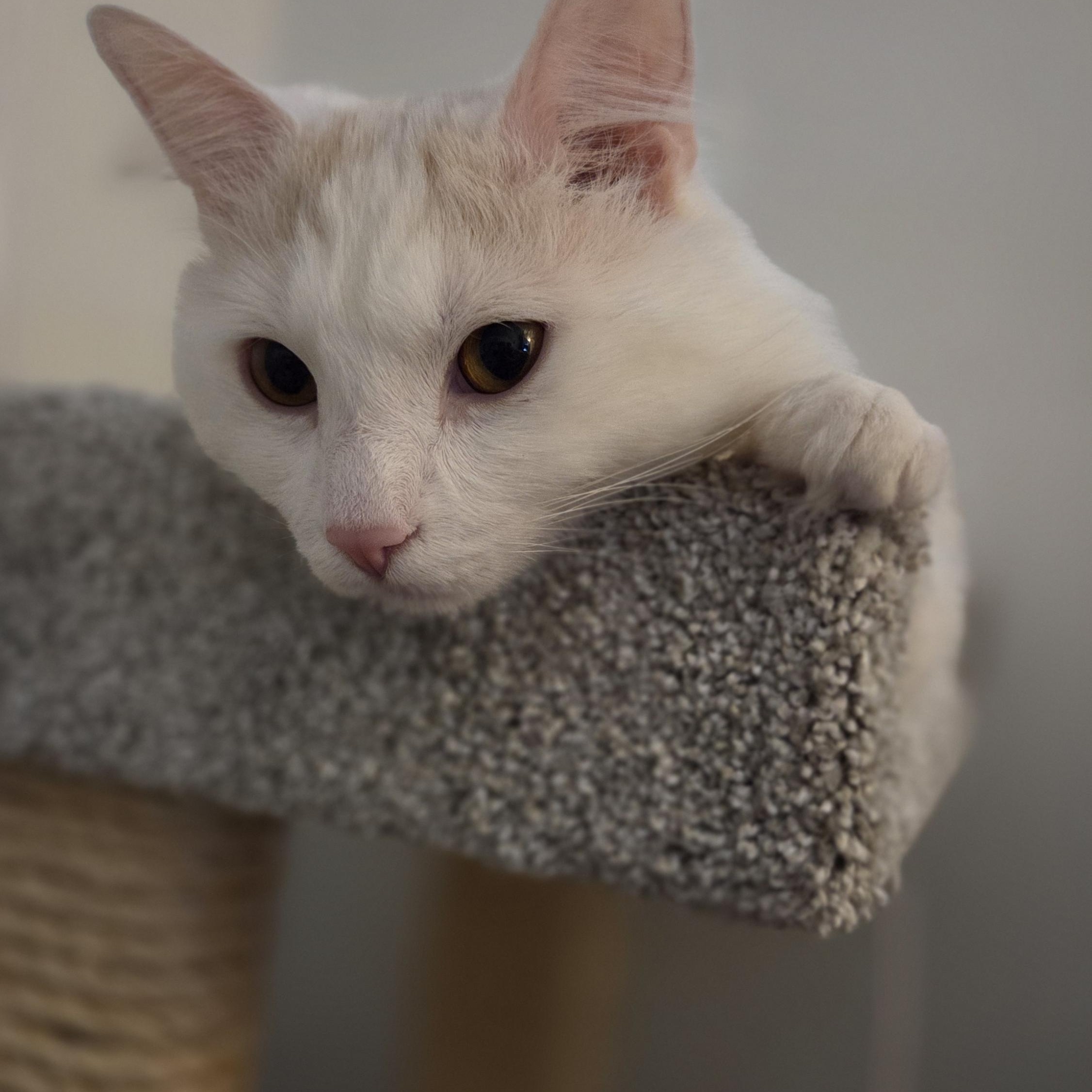 Enlarge Nimbus, a ADOPTABLE Domestic Medium Hair in Melrose, MA image 2/6