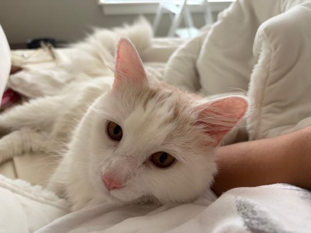 Nimbus, ADOPTABLE, Young Male Domestic Medium Hair.