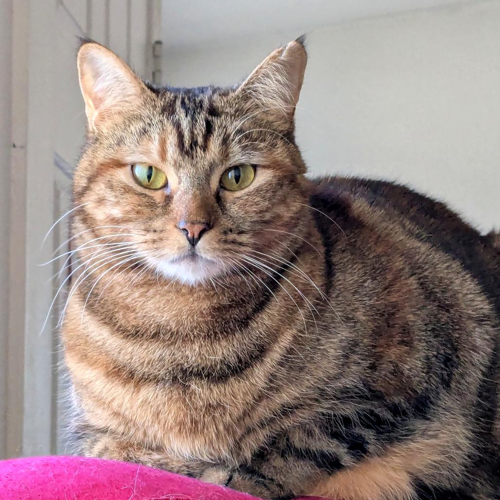 Olivia, Adoptable, Adult Female Domestic Short Hair.