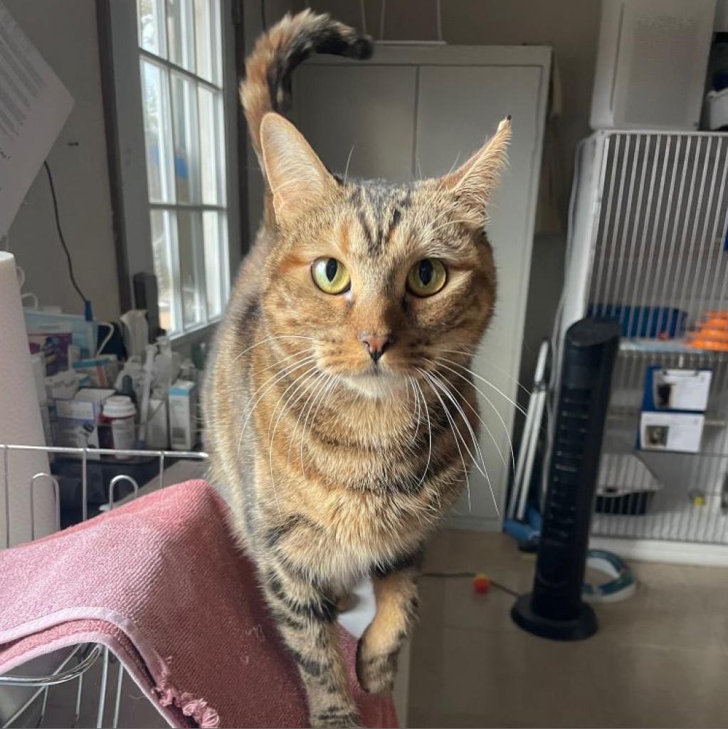 Enlarge Olivia, a Adoptable Domestic Short Hair in Prescott, AZ image 4/5