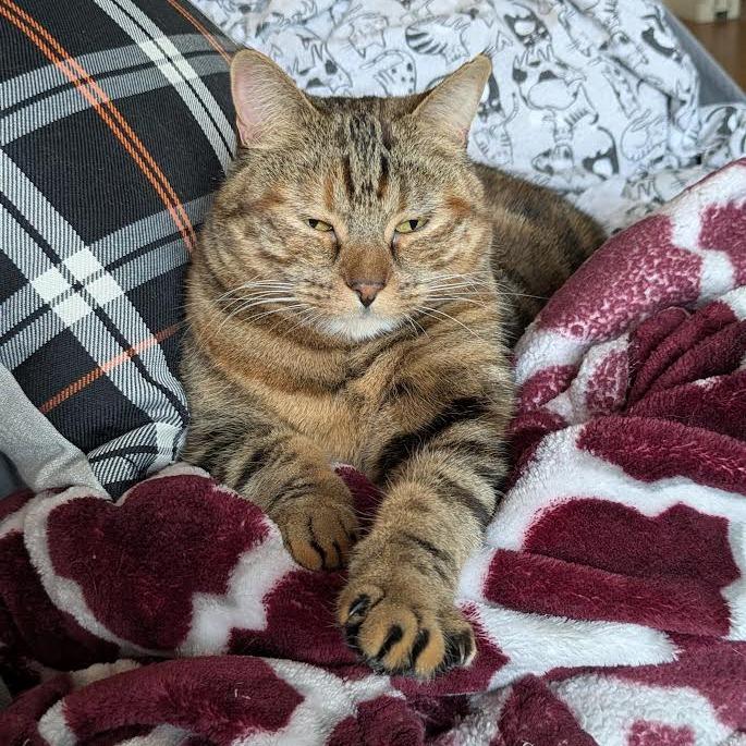 Enlarge Olivia, a Adoptable Domestic Short Hair in Prescott, AZ image 2/6