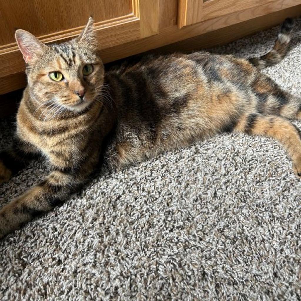 Olivia, a Adoptable Domestic Short Hair in Prescott, AZ image 2/5