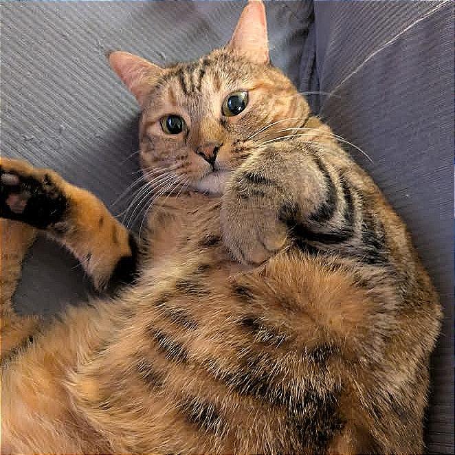 Enlarge Olivia, a Adoptable Domestic Short Hair in Prescott, AZ image 3/5