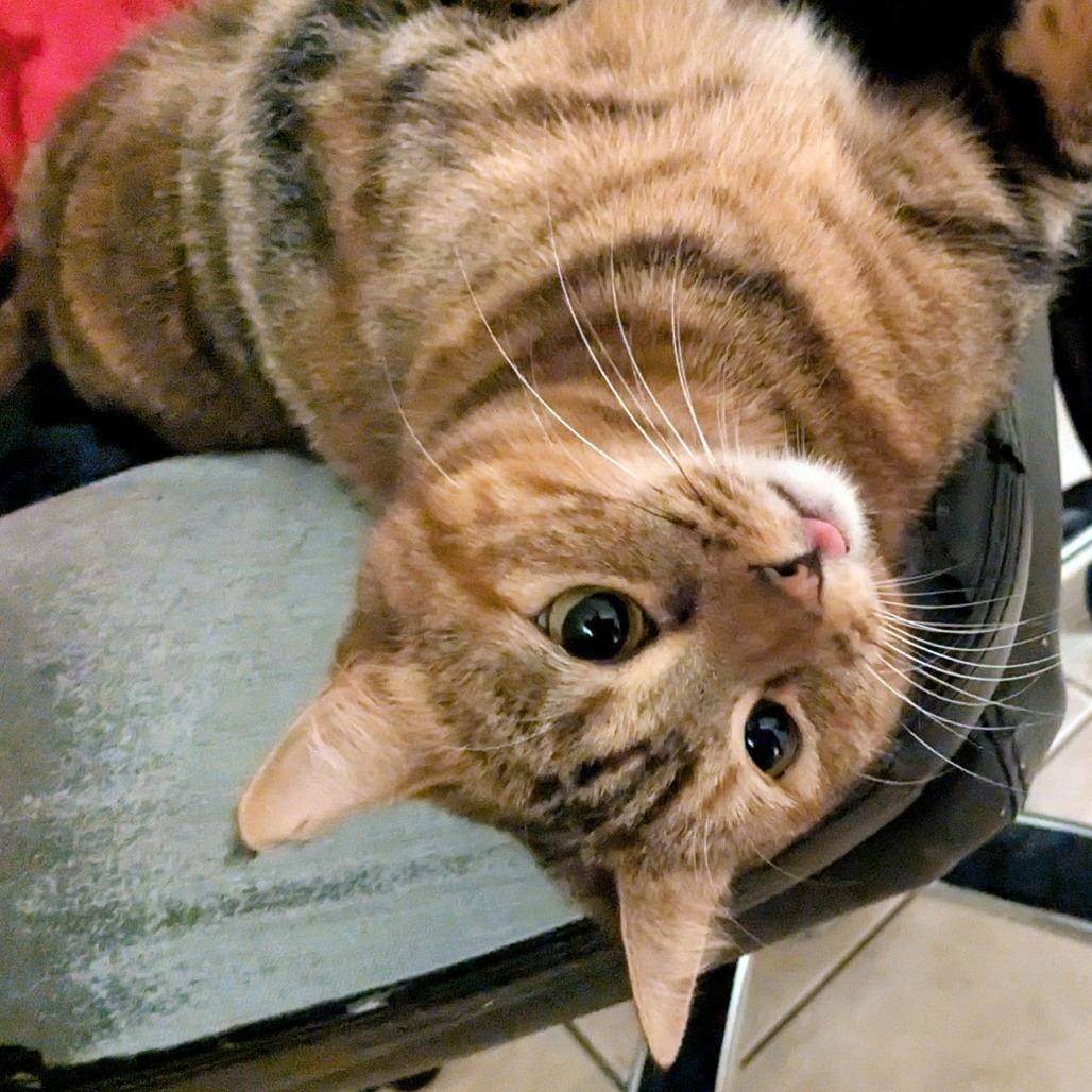 Olivia, a Adoptable Domestic Short Hair in Prescott, AZ image 3/5