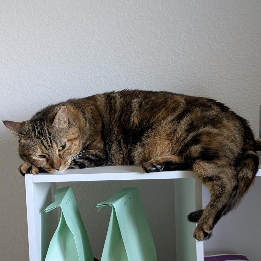 Enlarge Olivia, a Adoptable Domestic Short Hair in Prescott, AZ image 4/6