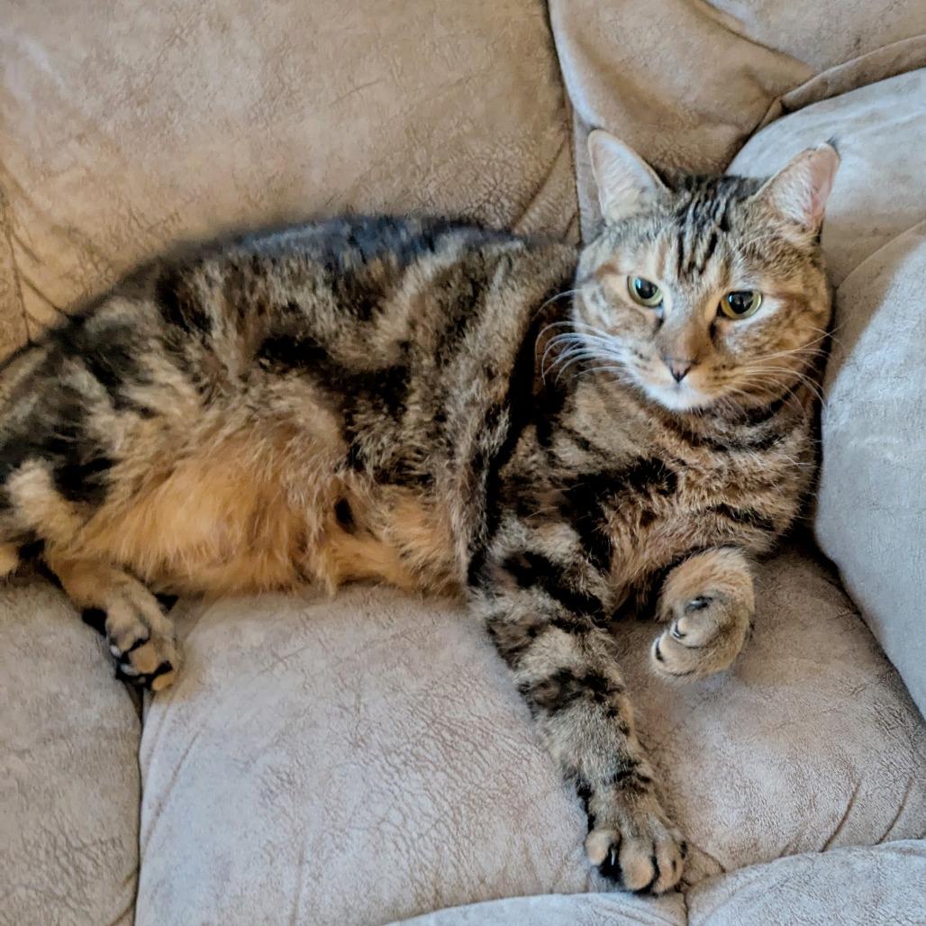 Enlarge Olivia, a Adoptable Domestic Short Hair in Prescott, AZ image 5/5