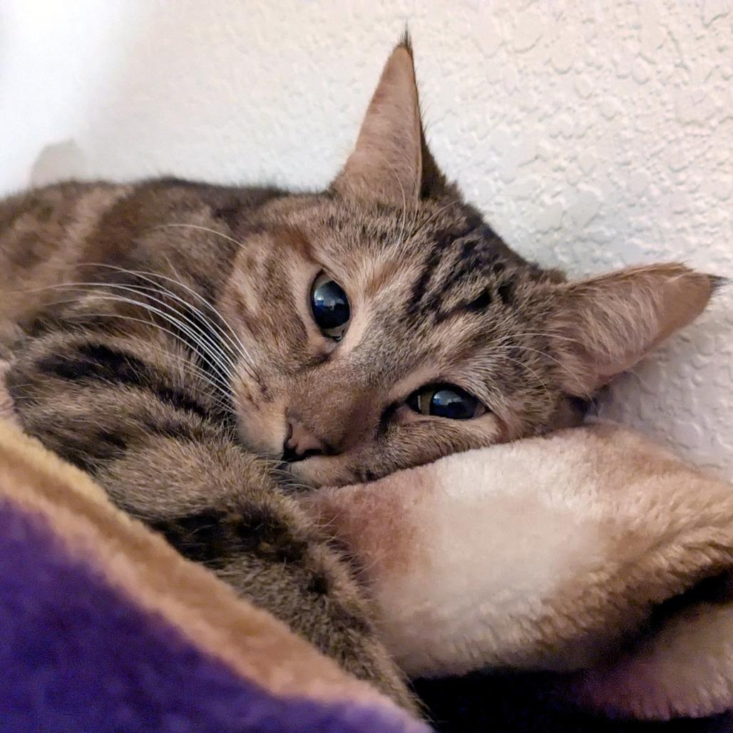 Olivia, a Adoptable Domestic Short Hair in Prescott, AZ image 5/5