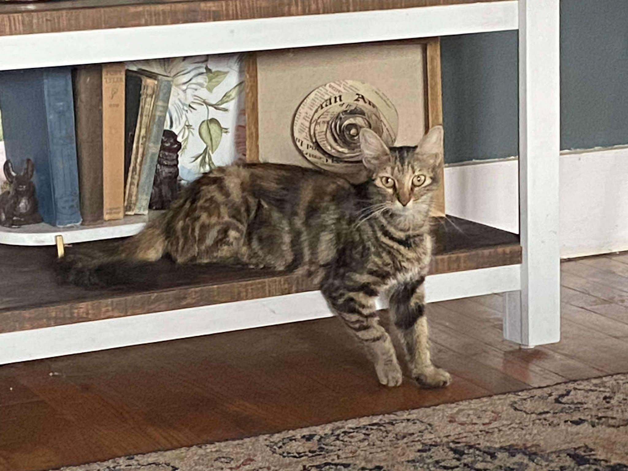 Cass Elliot thumbnail 2