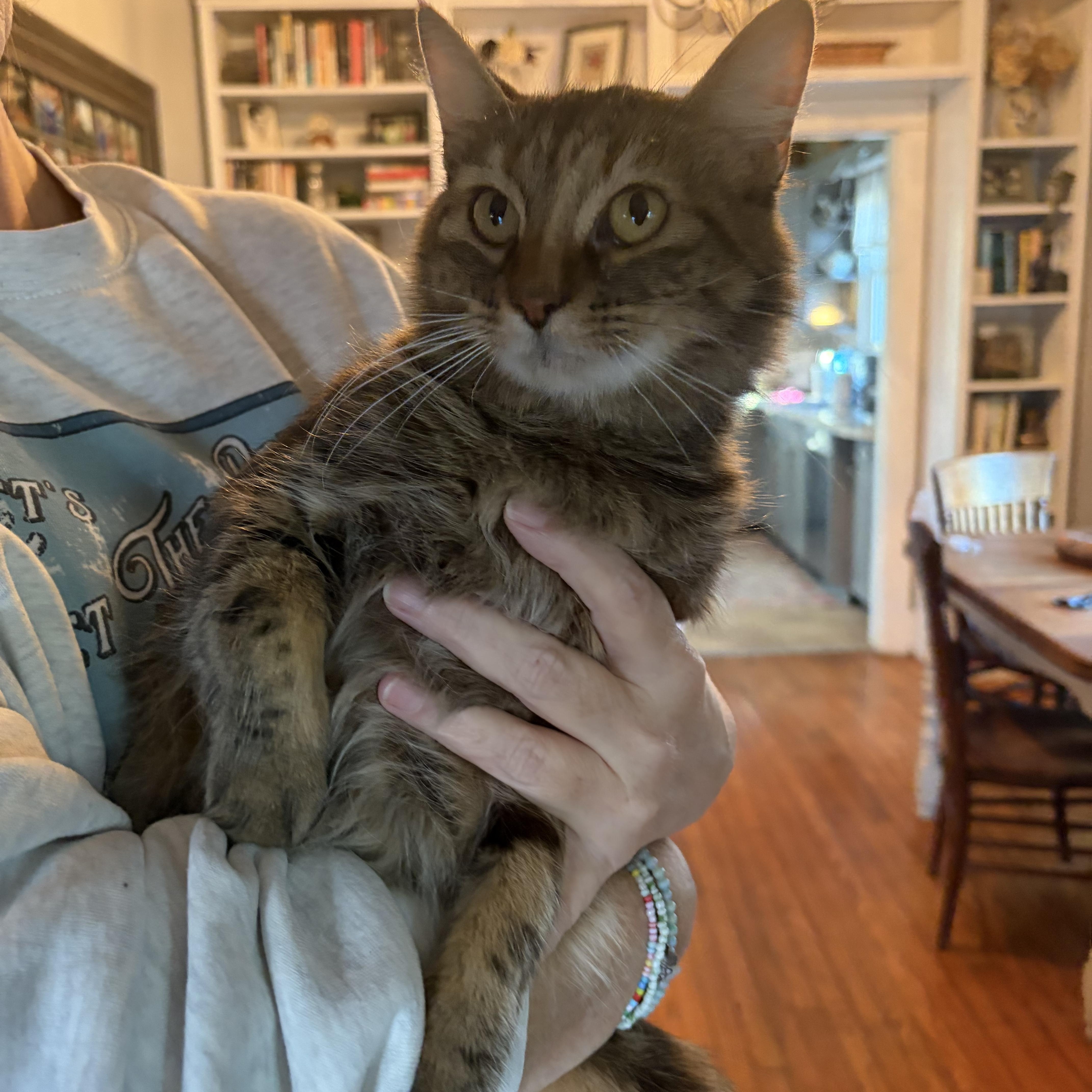 Cass Elliot, Adoptable, Adult Female Domestic Medium Hair & Tabby.