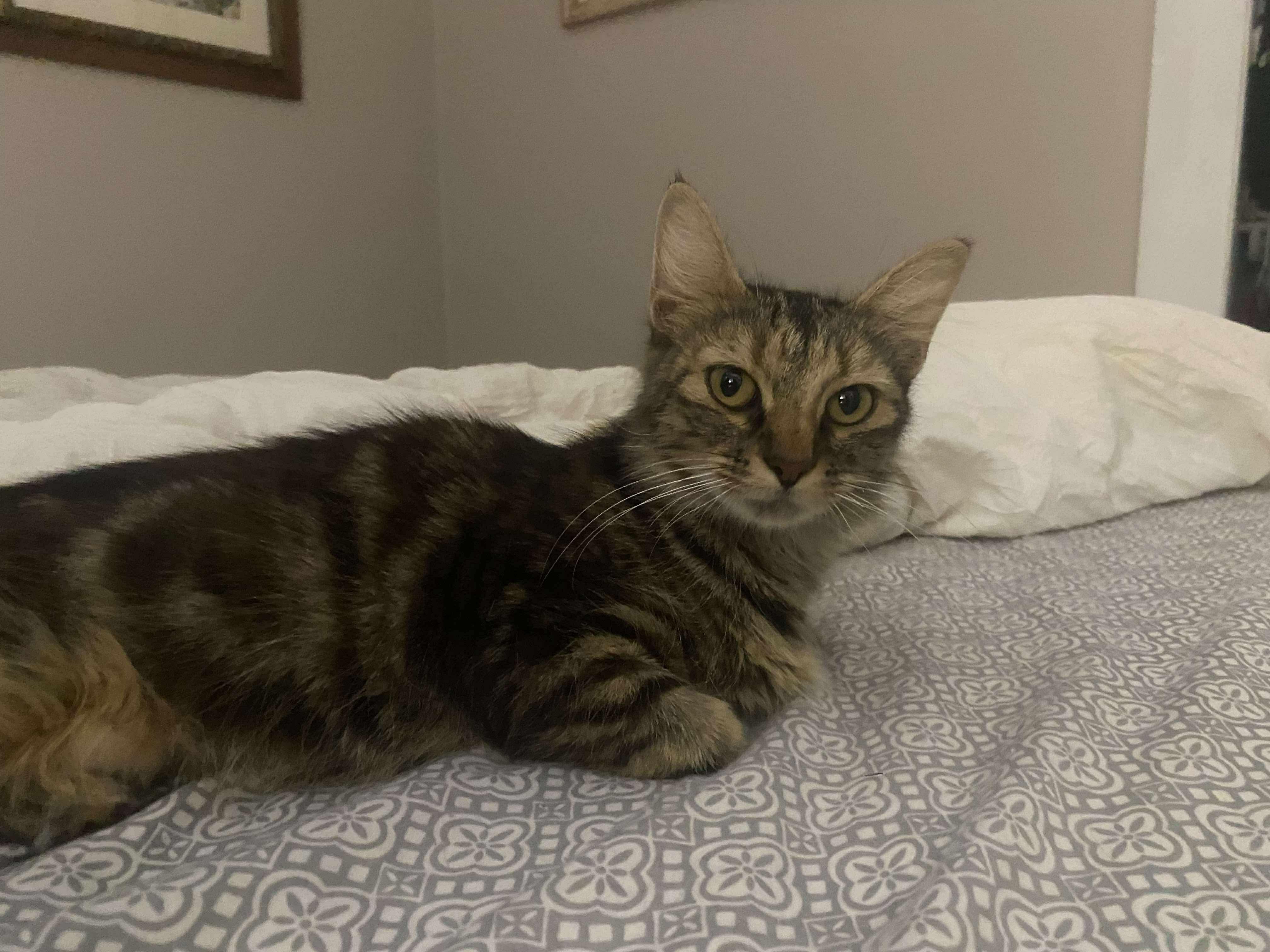 Cass Elliot thumbnail 3