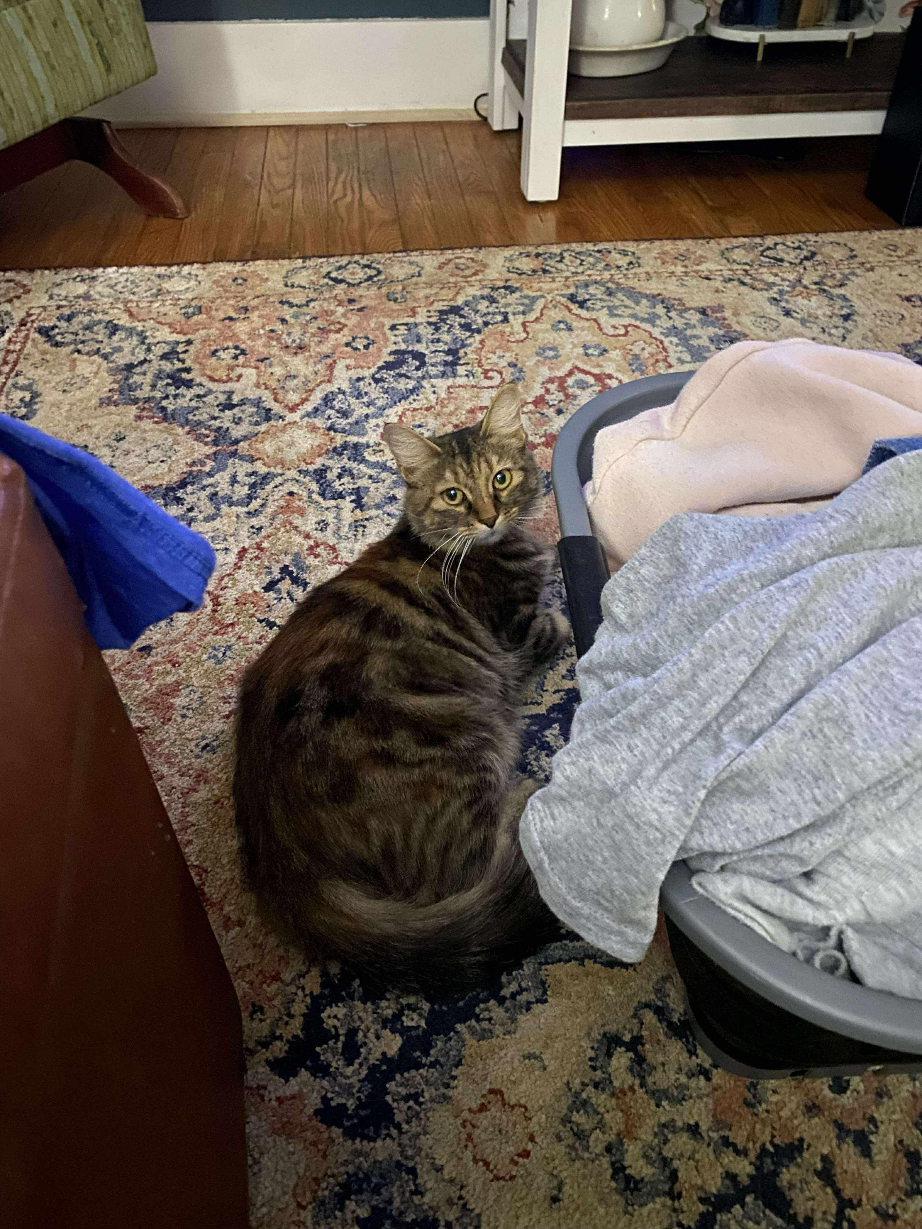 Enlarge Cass Elliot, a Adoptable mixed breed in Campbellsville, KY image 1/4