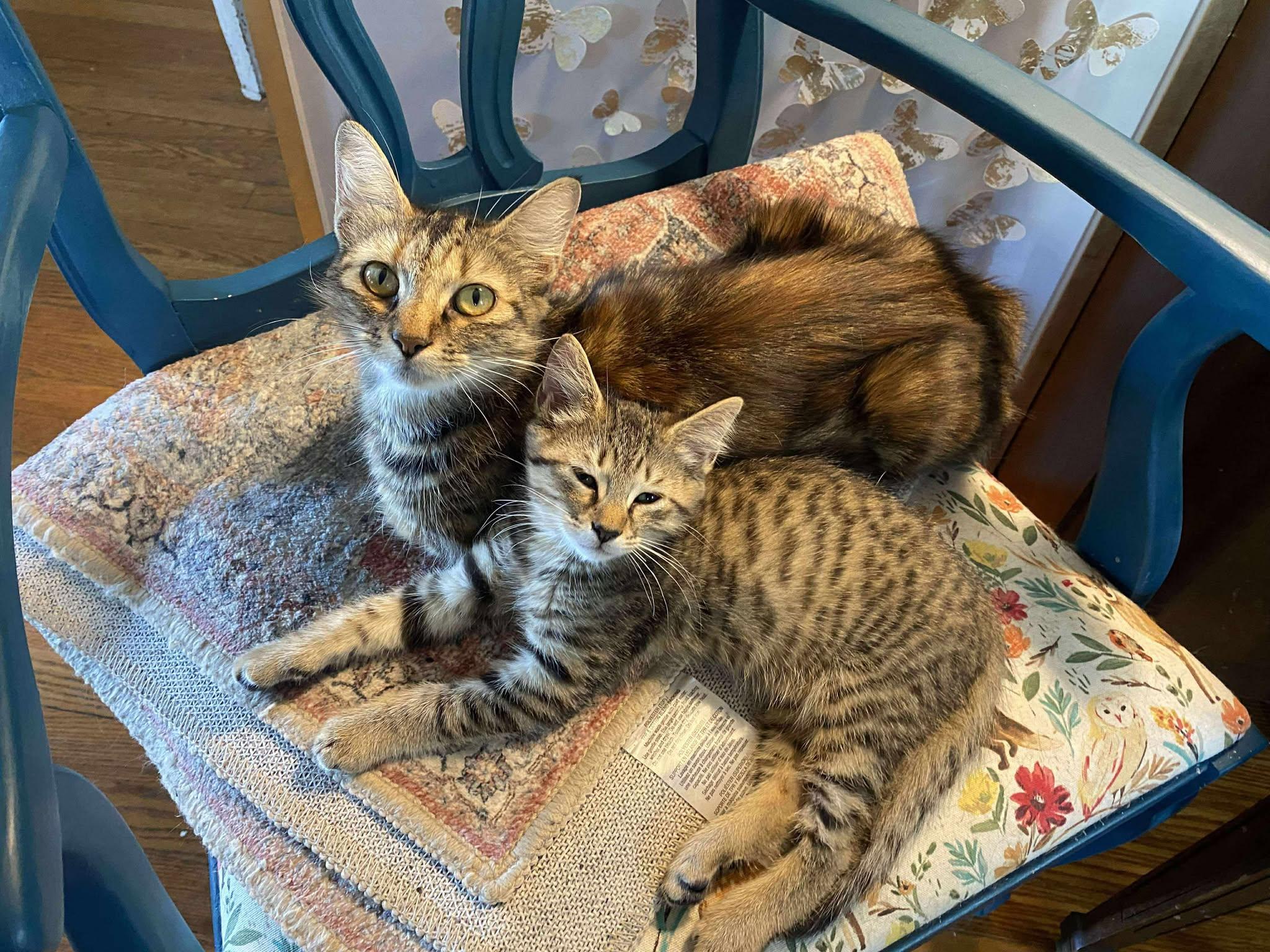 Cass Elliot thumbnail 6