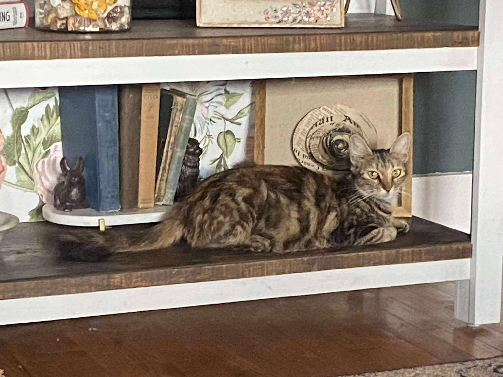 Cass Elliot thumbnail 7