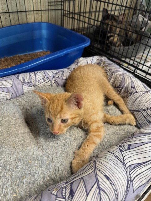 Sunny D, Adopted, Kitten Male Domestic Short Hair.
