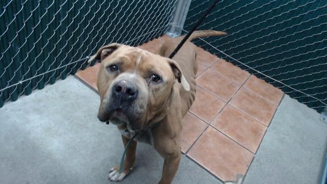 Enlarge SPIKEY, a Adoptable Pit Bull Terrier in Downey, CA image 1/1