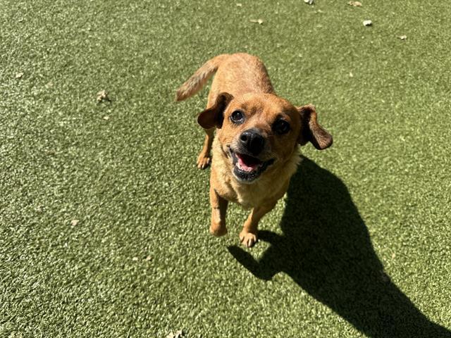 ROSA, Adoptable, Adult Female Chihuahua.