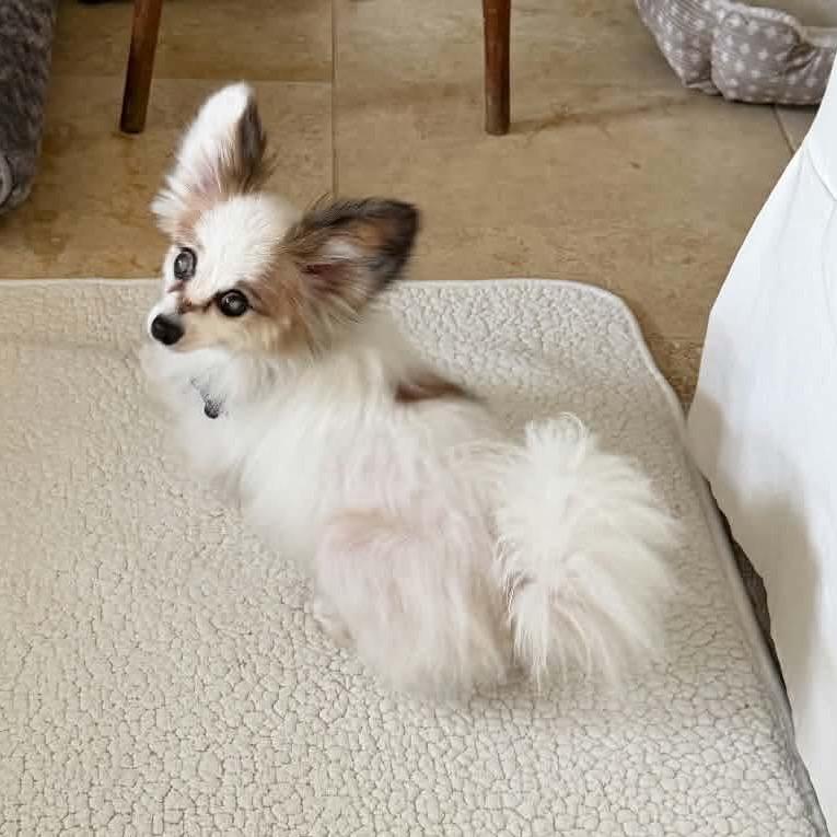 Dakota, a Adoptable Papillon in Gulfport, MS image 1/6