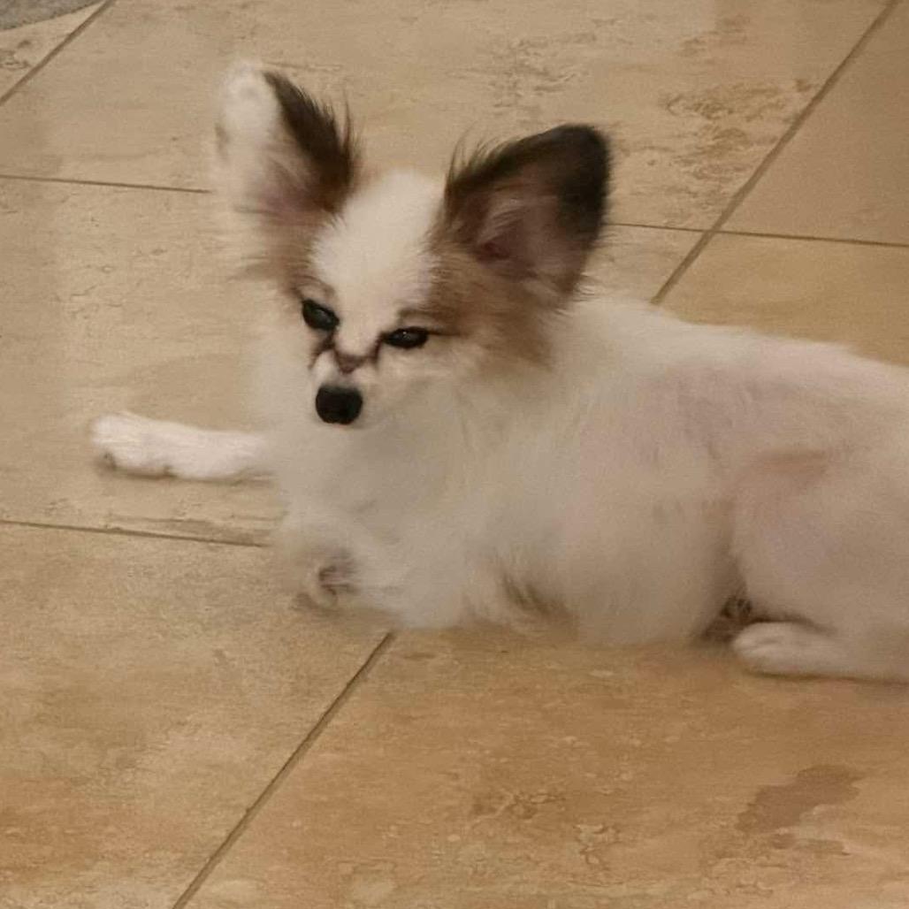 Dakota, a Adoptable Papillon in Gulfport, MS image 2/6