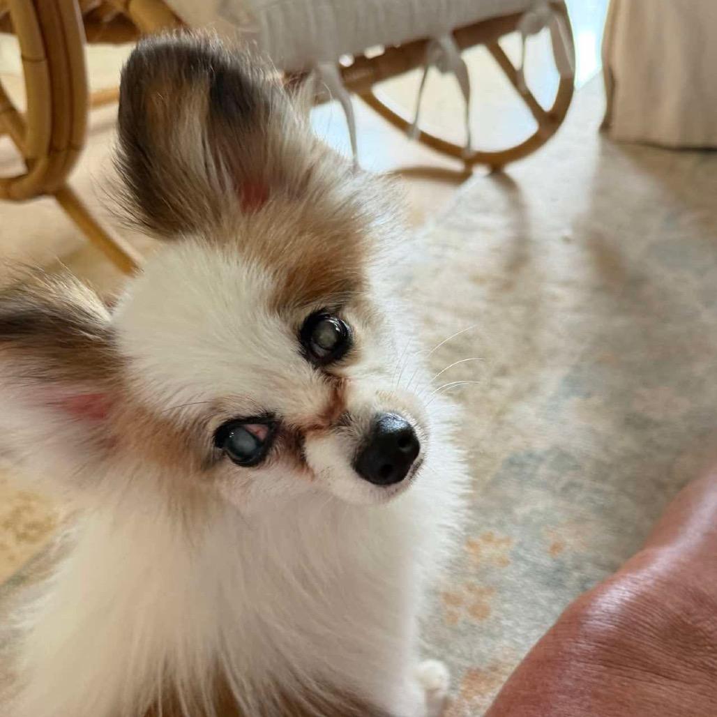 Dakota, a Adoptable Papillon in Gulfport, MS image 3/6