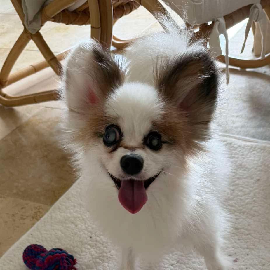 Dakota, a Adoptable Papillon in Gulfport, MS image 4/6