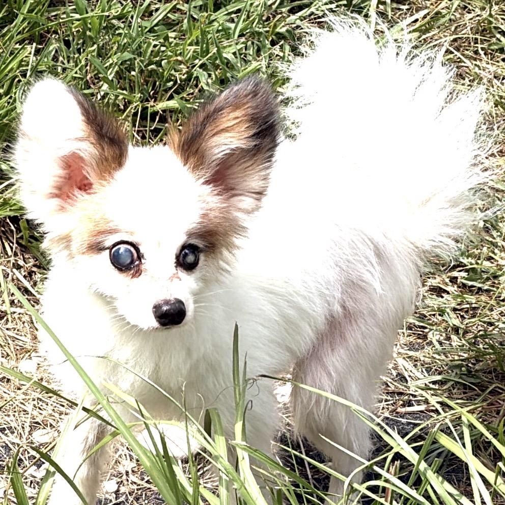 Dakota, a Adoptable Papillon in Gulfport, MS image 5/6