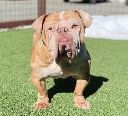 Enlarge BUBBA GUMP, an adoptable English Bulldog in Bonney Lake, WA image 3/3