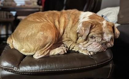 Enlarge BUBBA GUMP, an adoptable English Bulldog in Bonney Lake, WA image 2/3