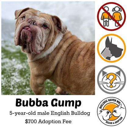 Enlarge BUBBA GUMP, an adoptable English Bulldog in Bonney Lake, WA image 1/3