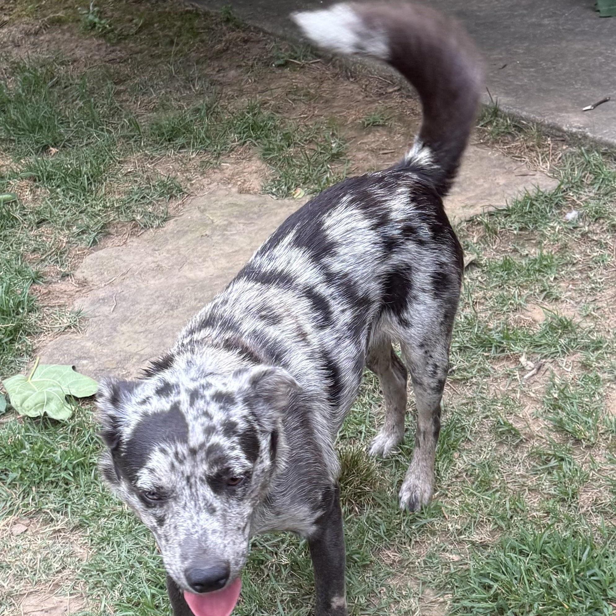 Enlarge Star, a Adoptable mixed breed in Heber Springs, AR image 3/4