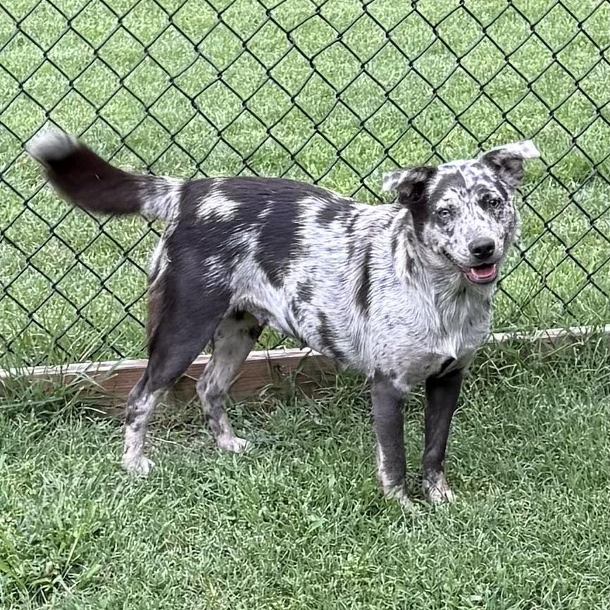 Star, Adoptable, Adult Female Australian Cattle Dog / Blue Heeler.