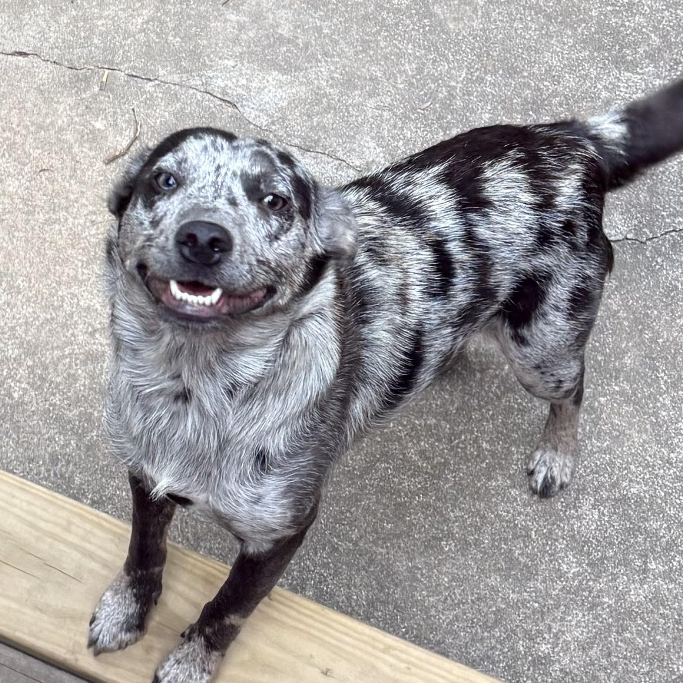 Enlarge Star, a Adoptable mixed breed in Heber Springs, AR image 2/4
