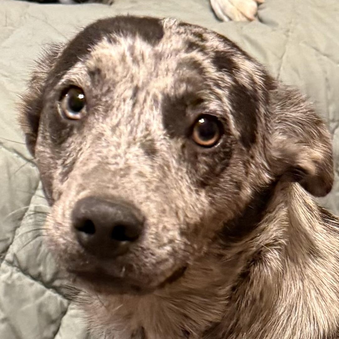 Enlarge Star, a Adoptable mixed breed in Heber Springs, AR image 4/4