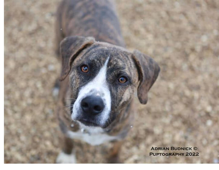 Dexter, a Adoptable mixed breed in Hendersonville, TN image 1/4