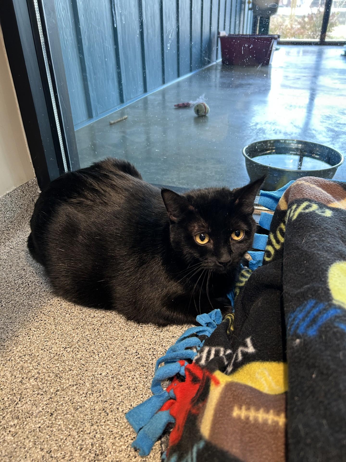 Enlarge Shadow, a Adoptable Domestic Short Hair in Hamilton, MT image 1/1