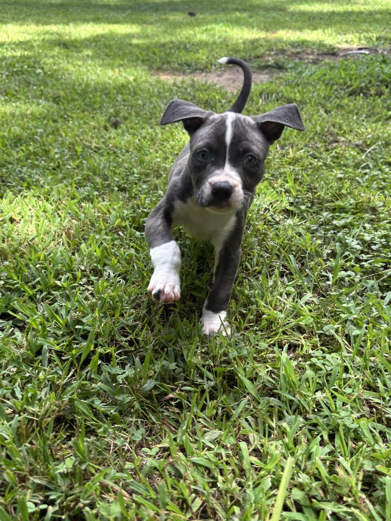 Mash, Adoptable, Puppy Male Labrador Retriever & Pit Bull Terrier.