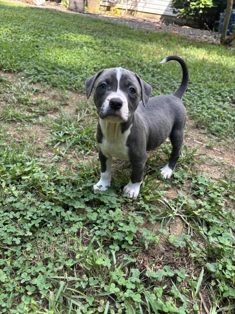 Enlarge Mash, a Adoptable mixed breed in Newnan, GA image 2/6