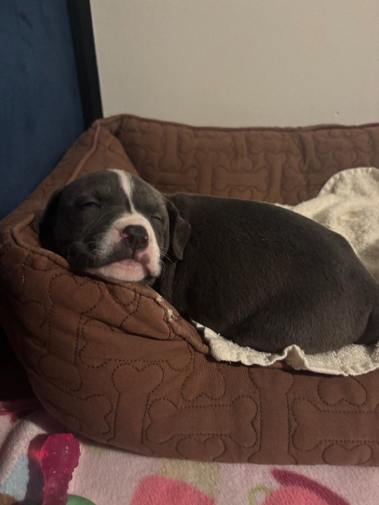 Enlarge Mash, a Adoptable mixed breed in Newnan, GA image 3/6
