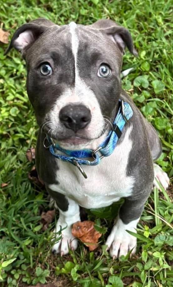 Enlarge Mash, a Adoptable mixed breed in Newnan, GA image 4/6