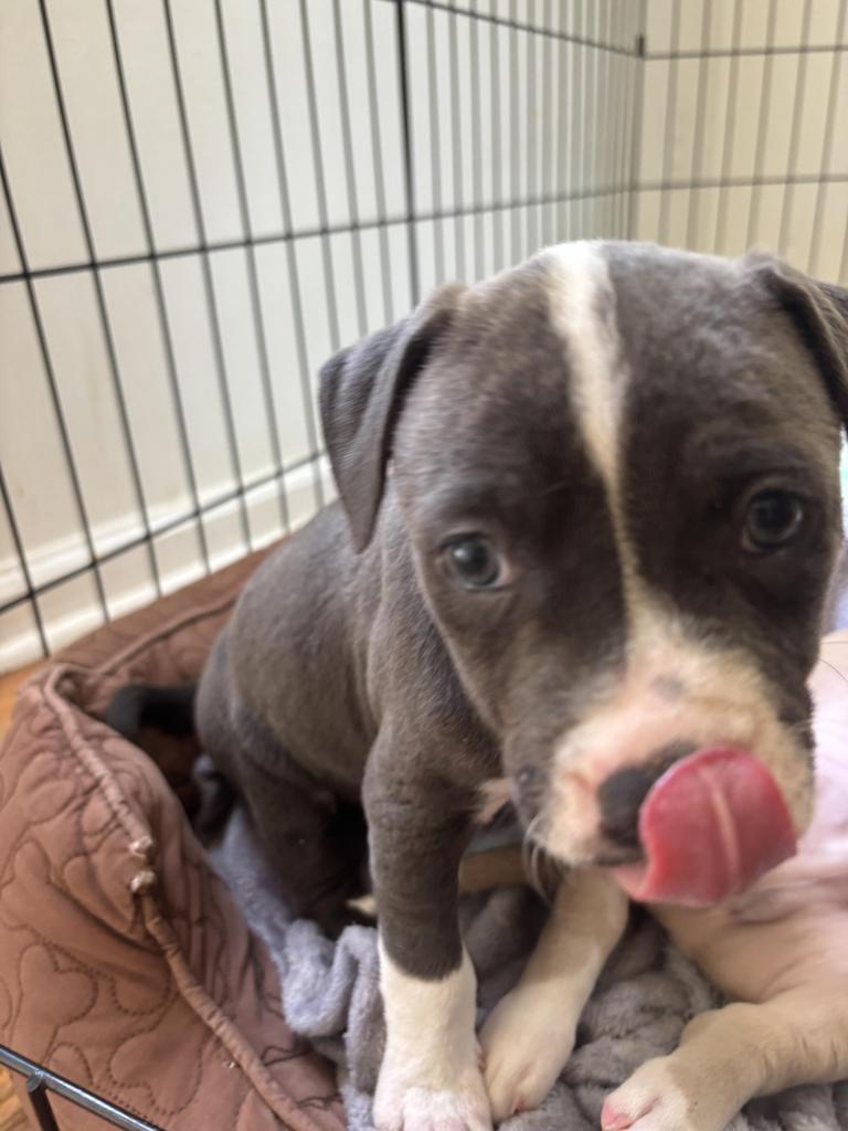 Enlarge Mash, a Adoptable mixed breed in Newnan, GA image 5/6