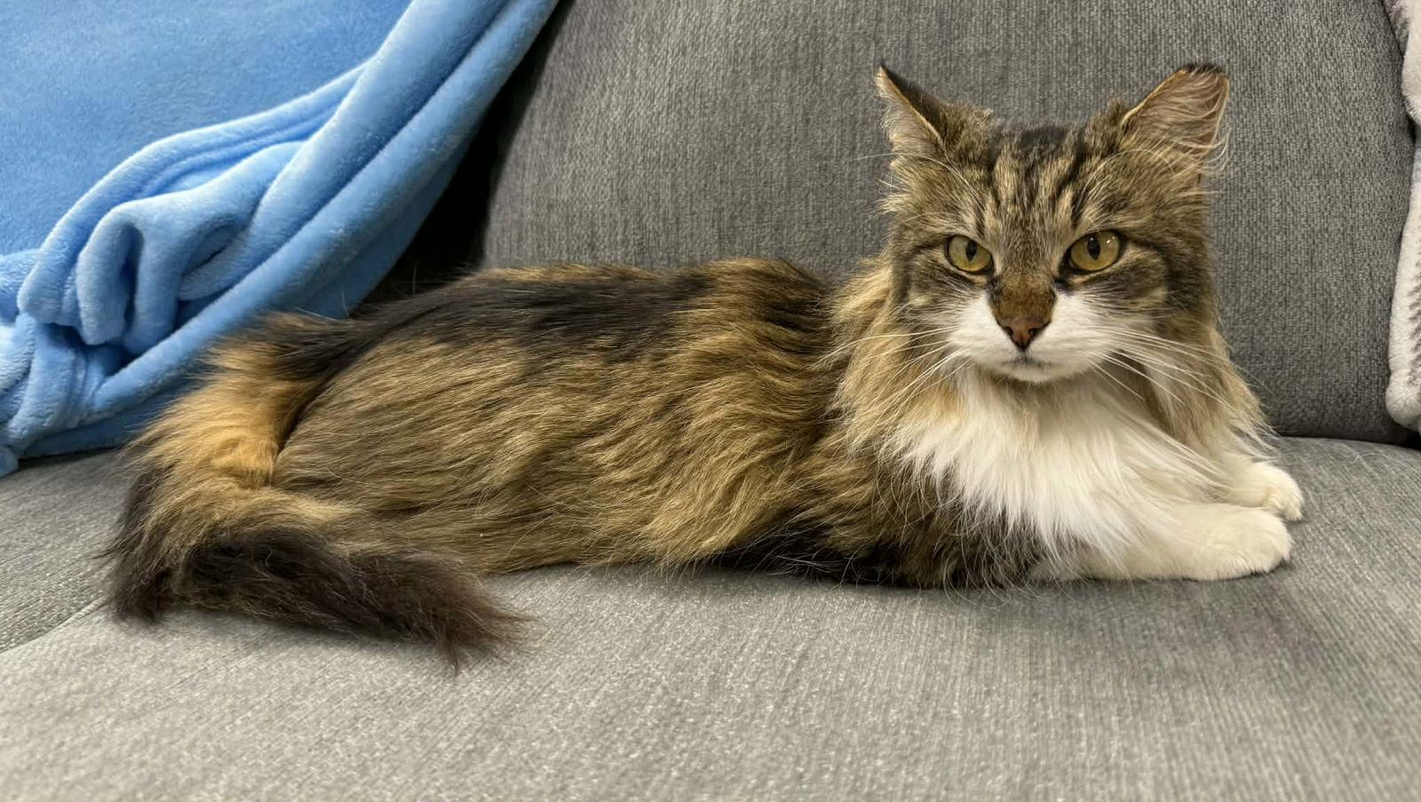 Molly, a Adoptable Domestic Long Hair in Maggie Valley, NC image 1/3