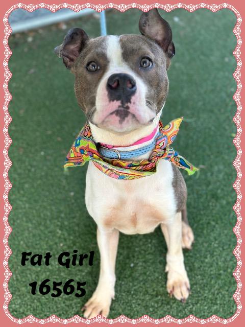Enlarge FAT GIRL, a ADOPTABLE mixed breed in Marietta, GA image 5/6