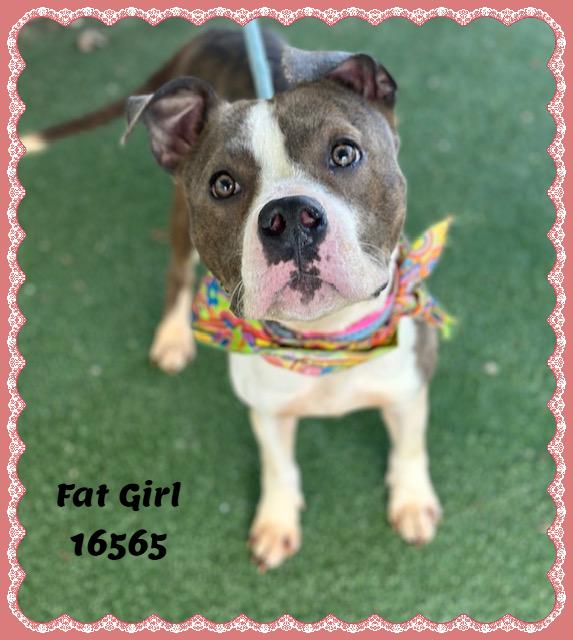 Enlarge FAT GIRL, a ADOPTABLE mixed breed in Marietta, GA image 2/6