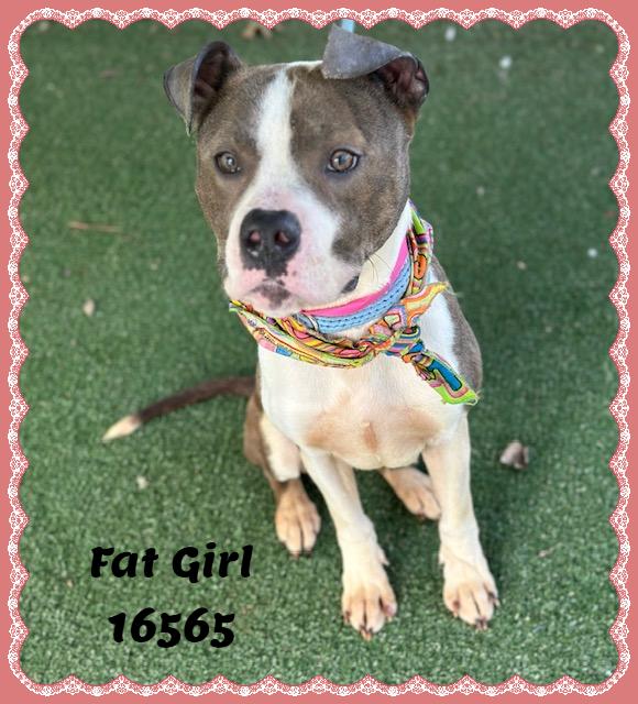 Enlarge FAT GIRL, a ADOPTABLE mixed breed in Marietta, GA image 3/6