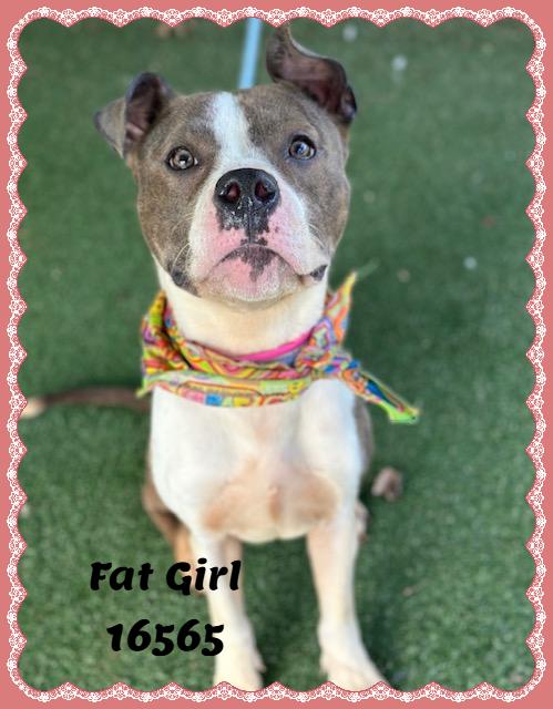 Enlarge FAT GIRL, a ADOPTABLE mixed breed in Marietta, GA image 1/6