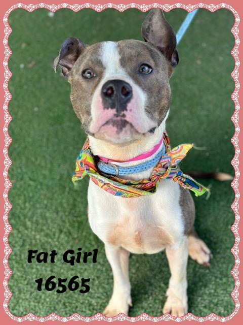 Enlarge FAT GIRL, a ADOPTABLE mixed breed in Marietta, GA image 4/6