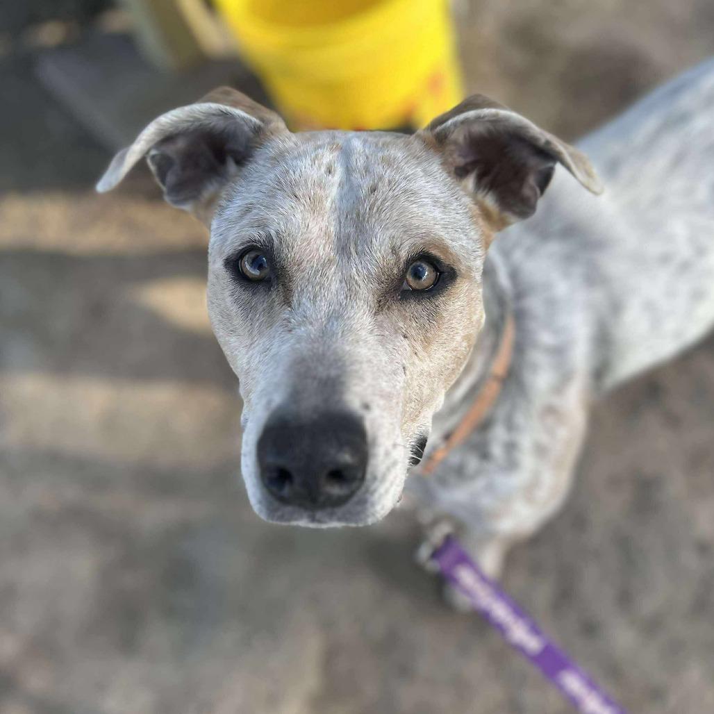 Tweety Bird, a Adoptable mixed breed in Spring Hill, KS image 1/6