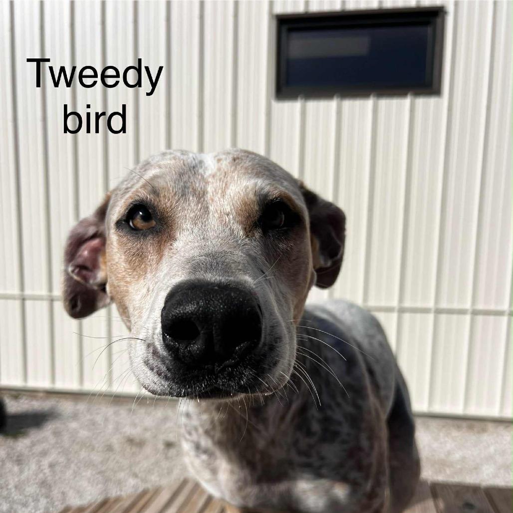 Tweety Bird, a Adoptable mixed breed in Spring Hill, KS image 2/6