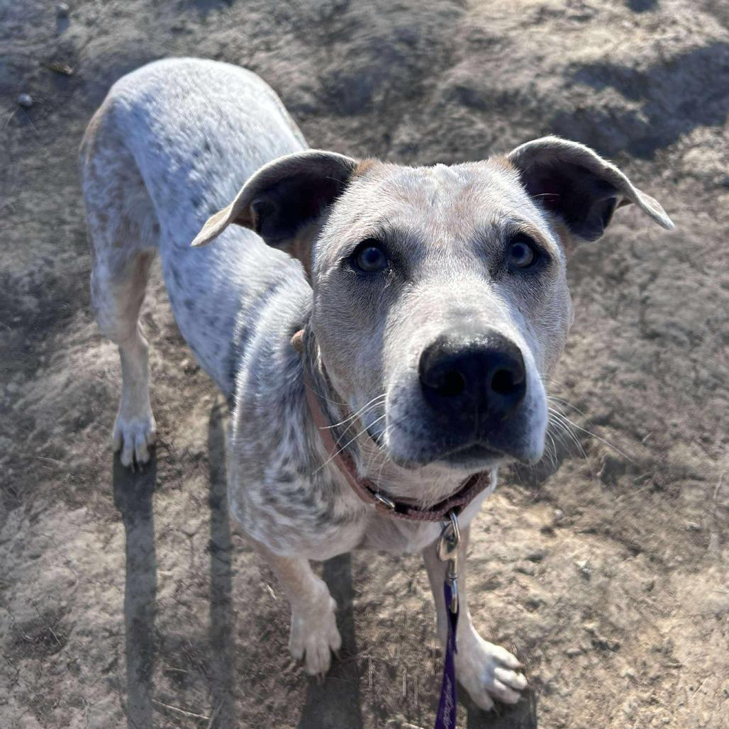 Tweety Bird, a Adoptable mixed breed in Spring Hill, KS image 3/6