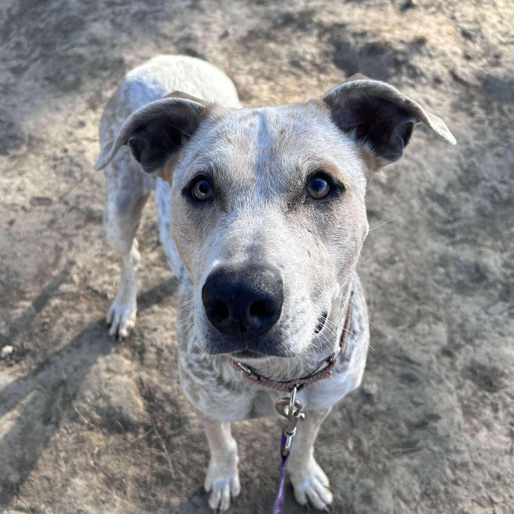 Tweety Bird, a Adoptable mixed breed in Spring Hill, KS image 4/6