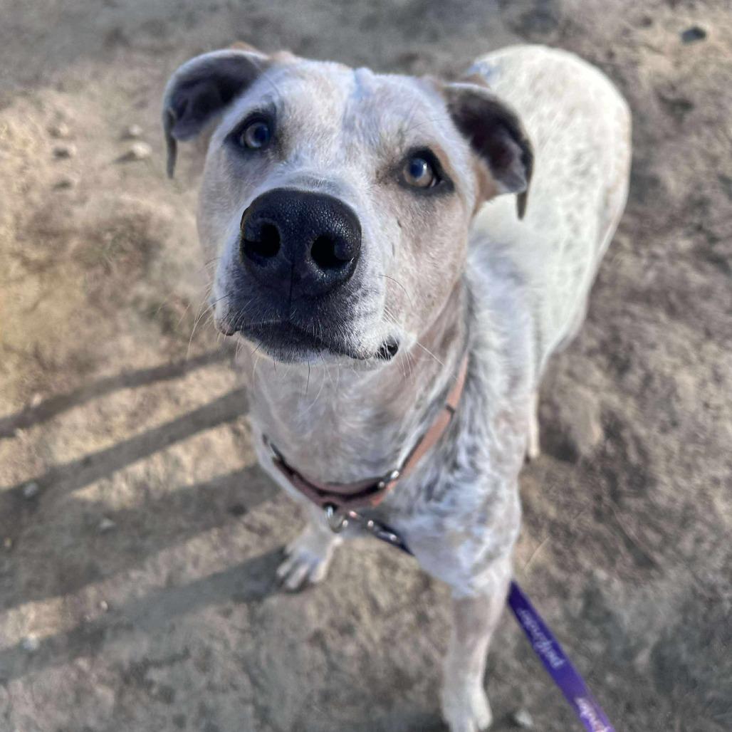 Tweety Bird — thumbnail 5